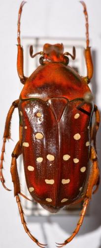 Stephanorrhina bella hecqi